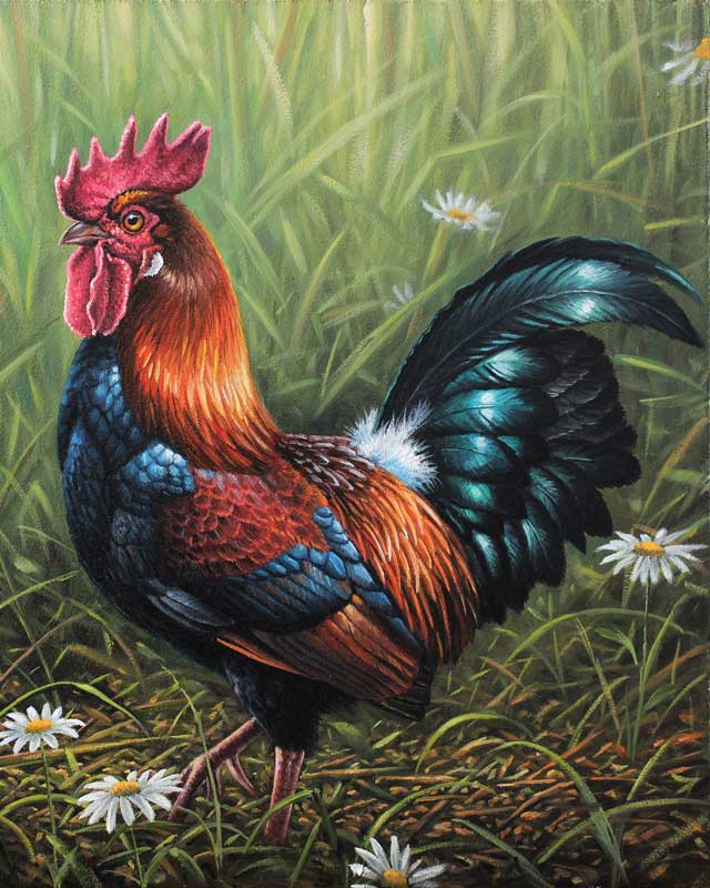 Paint By Numbers Kit - Rhode Island Red Rooster