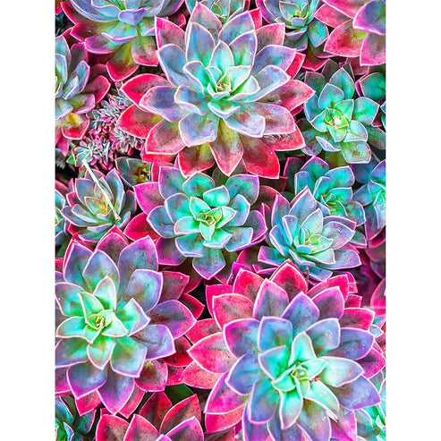 DIY 5D Diamond Painting Kit - Succulent Plant Painting