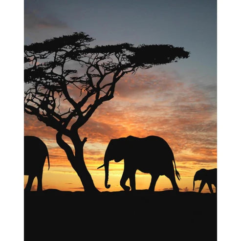 Paint By Numbers Kit - Sunset Elephant