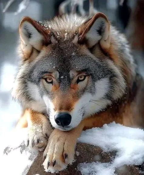 DIY Diamond Painting Kits - Wolf